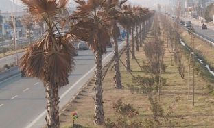  Zgjerimi i autostradës Tiranë – Durrës çon dëm 600 mijë euro të palmave