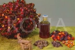 Kosova do ta vazhdojë importimin e vajit të palmës [video]