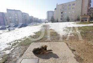 Parashikimi i motit për sot