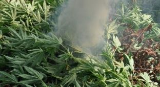  Lufta kundër kanabisit i kushtoi Shqipërisë 3.8 milionë euro
