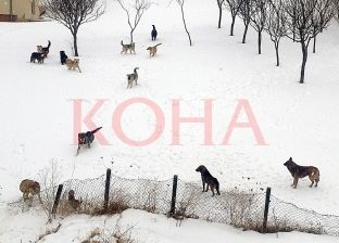 Asociacioni i Komunave kërkon fond 1- milionësh për qentë endacakë