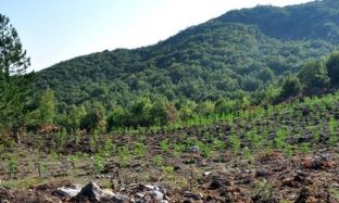 Në Maliq asgjësohen 6560 bimë kanabis, 3 të arrestuar