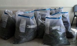 Sekuestrohen në Berat 95 kg marijuanë