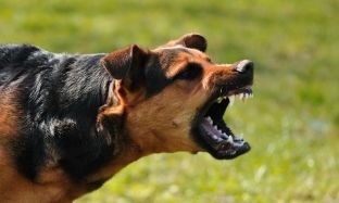 E sulmon qeni, gjuan me armë 