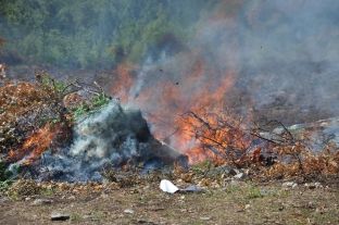 Në Maliq e Pogradec asgjësohen 8710 rrënjë kanabis, 3 në pranga 