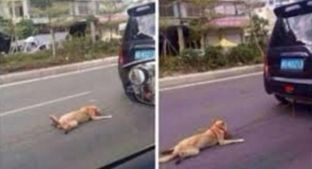 Arrestohet personi që tërhoqi zvarrë qenin në Durrës