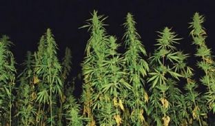 Kapen 152 bimë kanabisi në Klinë