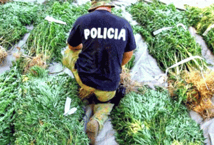 Asgjësohen rreth 20 mijë rrënjë kanabis në Shkodër e Përmet