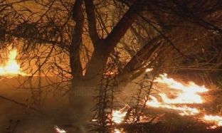 Vlorë, përfundon beteja me zjarrin në pyllin e Poros