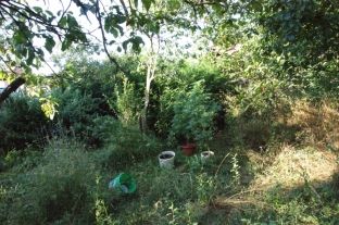 1.2 mln rrënjë hashash të asgjësuara në Shqipëri