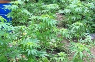 Në Kurvelesh asgjësohen 23 000 bimë kanabis