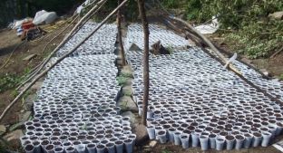 Në dy fshatra të Vlorës asgjësohen 14 mijë rrënjë kanabis 