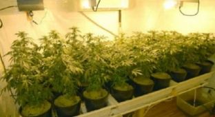 Dënohet në Angli shqiptari që shndërroi banesën në ‘kopsht’ kanabisi