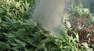 Në Sarandë e Tepelenë asgjësohen rreth 7 mijë bimë kanabis