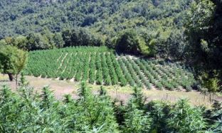 Në Kolonjë asgjësohen 17 550 bimë kanabis