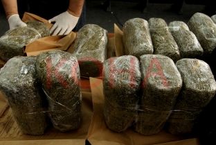 Kultivonte bimë narkotike në shtëpi, arrestohet gjilanasi