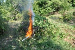 Lufta antidrogë në Shqipëri, asgjësohen 39.355 bimë kanabis 