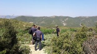 Në Skrapar asgjësohen 14 mijë rrënjë kanabis, zbulohen 140 kg marijuanë e arrestohen 11 persona