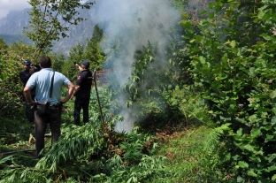 Operacion masiv, 200 policë kundër kanabisit në Shkodër