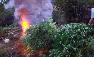 Vlorë, digjen e copëtohen 40 000 rrënjë kanabis