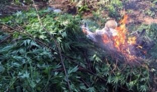 Operacion i gjerë anti-kanabis në Vlorë, 16 mijë rrënjë të asgjësuara