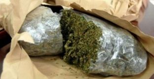 Në Fier kapen 66 kg kanabis, kurse asgjësohen 868 bimë narkotike