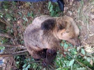Vritet arusha që terrorizonte kuksianët [foto]