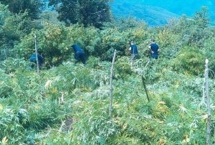 Në zonën e Shkodrës asgjësohen 11308 rrënjë kanabis