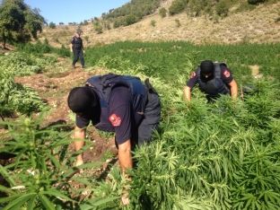 Në Dukagjin e Va të Dejës asgjësohen mbi 10 mijë rrënjë hashash