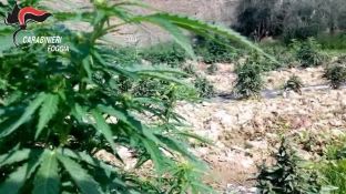 Në Foxha të Italisë, 6 hektarë me 180 mijë rrënjë kanabis [video]