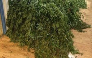 Shkatërrohet një bandë shqiptaro-greke e prodhimit të kanabisit