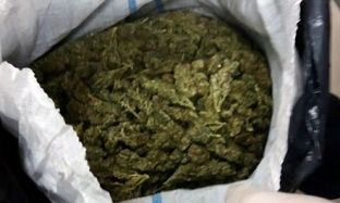 Në Fier sekuestrohen 25 kg kanabis, 2 në pranga