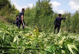 Marihuanë në livadhin e një serbi në Lokfë të Zveçanit