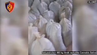 Kapen në Vlorë 480 kg kanabis sativa, në kërkim autorët