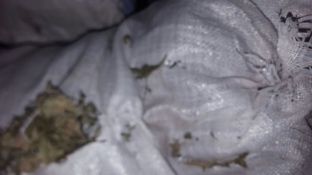 Dy operacione antikanabis në Shkodër, kapen 107 kg hashash e 6 prangosen
