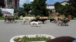 Mësuesja amerikane në Maqitevë sulmohet nga qentë, është në gjendje të rëndë