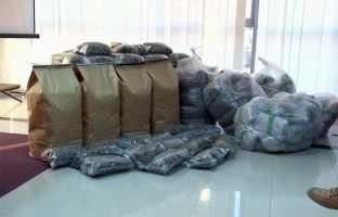 Policia e Kosovës konfiskon mbi 240kg marihuanë, arreston 5 persona