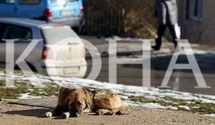 Një fëmijë në Mitrovicë sulmohet nga qeni i fqinjit