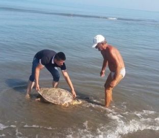 Një specie e rrallë detare shpëtohet nga pushuesit në plazhin e Divjakës