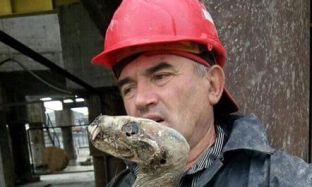 Minatorë në Siberi pretendojnë se kanë gjetur një lloj të ri dinozauri 