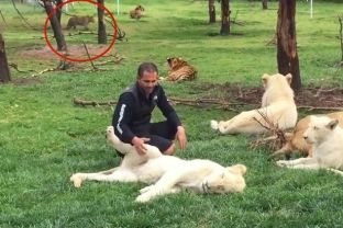 Tigri shpëton një roje nga sulmi i leopardit [video]