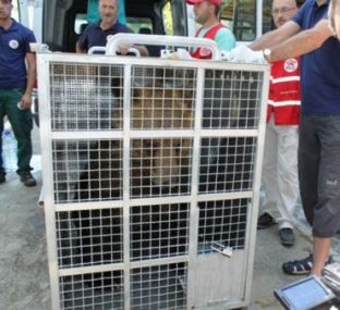 Edhe në Shqipëri arinjtë po lirohen nga “robëria”