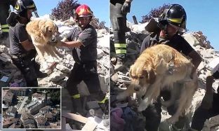 Qeni gjendet i gjallë 9 ditë pas tërmetit në Itali