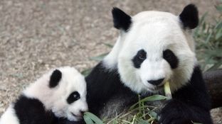 Kina kundër heqjes së pandave nga lista e specieve të rrezikuara