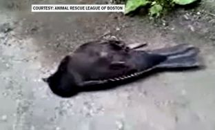 Mëllenjat ranë nga qielli në Boston