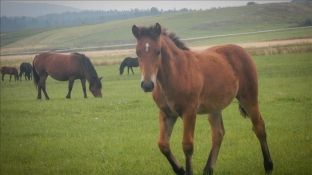 Pamje mahnitëse të kuajve të egër duke kullotur gjatë muzgut