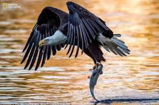 Konkursi i National Geographic, pamje spektakolare [foto]