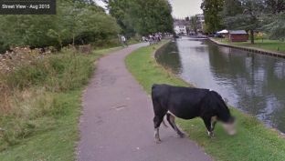 ‘Google Street View’ ruan privatësinë e lopës, ia mjegullon fytyrën [foto]