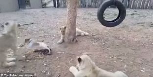 Qeni i vogël që ia kanë frikën tre luanë [video]