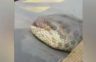 Kapet gjarpri më i madh në histori [video]